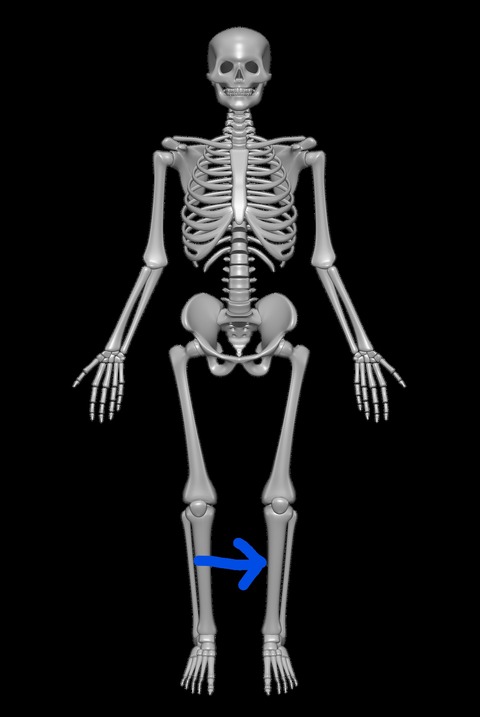 Inkedhuman-skeleton-tibia