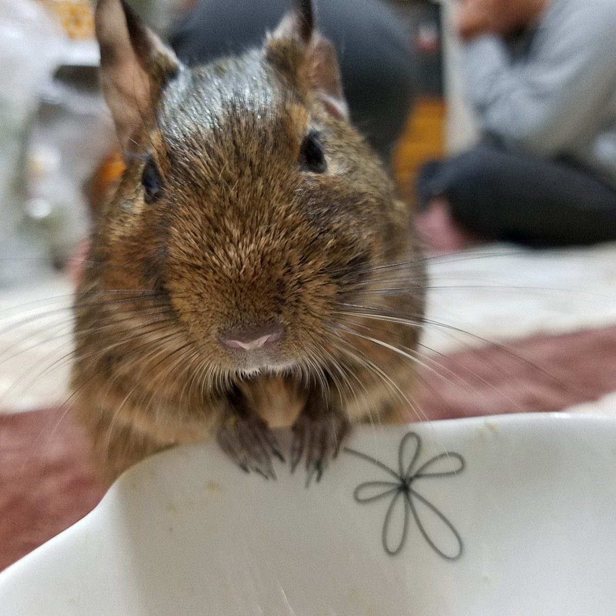 デグーの産後に与えている餌を紹介致します Tikotaemとちびっこ動物blog デグーの産後に与えている餌を紹介致します Tikotaemとちびっこ動物blog