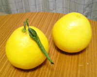みかん