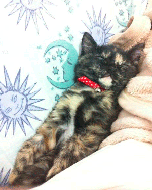 ちくわの穴から星☆を見た ＊4コマ-ねこさん