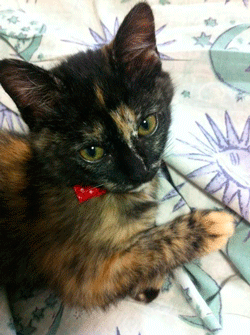 ちくわの穴から星☆を見た *4コマ-ねこさん2