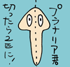 プラナリア