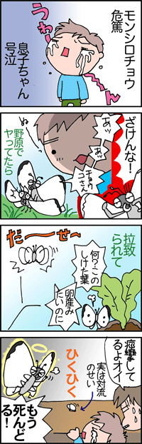 モンシロチョウ