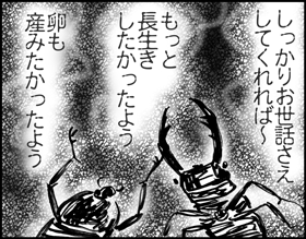 ちくわの穴から星☆を見た ＊子育て4コマ-カブクワ2