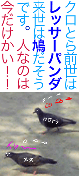鳩クロとら