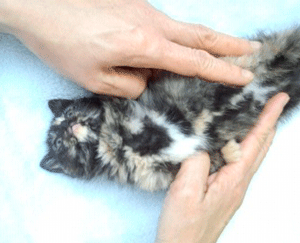 ちくわの穴から星☆を見た *4コマ-ねこ4