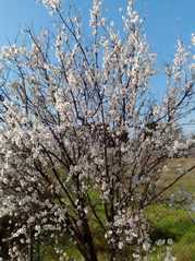 ◆アーモンドの花◆スペイン◆