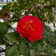 �Ҷ������ �Х�
