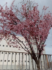 アーモンドの花
