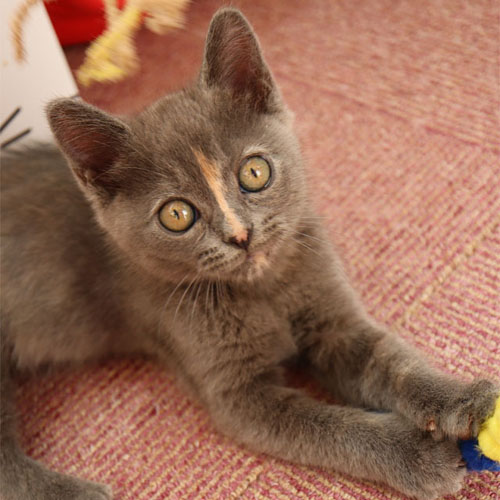 猫カフェ ニャンシー 志木 癒し タイルアート工房 ラ ガジェータ Lagalleta 猫カフェ ニャンシー 志木 癒し タイルアート工房 ラ ガジェータ Lagalleta