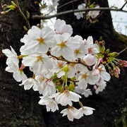 �� sakura