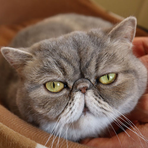 猫カフェ ニャンシー 志木 癒し タイルアート工房 ラ ガジェータ Lagalleta 猫カフェ ニャンシー 志木 癒し タイルアート工房 ラ ガジェータ Lagalleta
