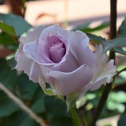 �Х� �֥롼����ѥ륹