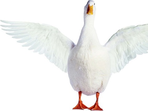 duck-2