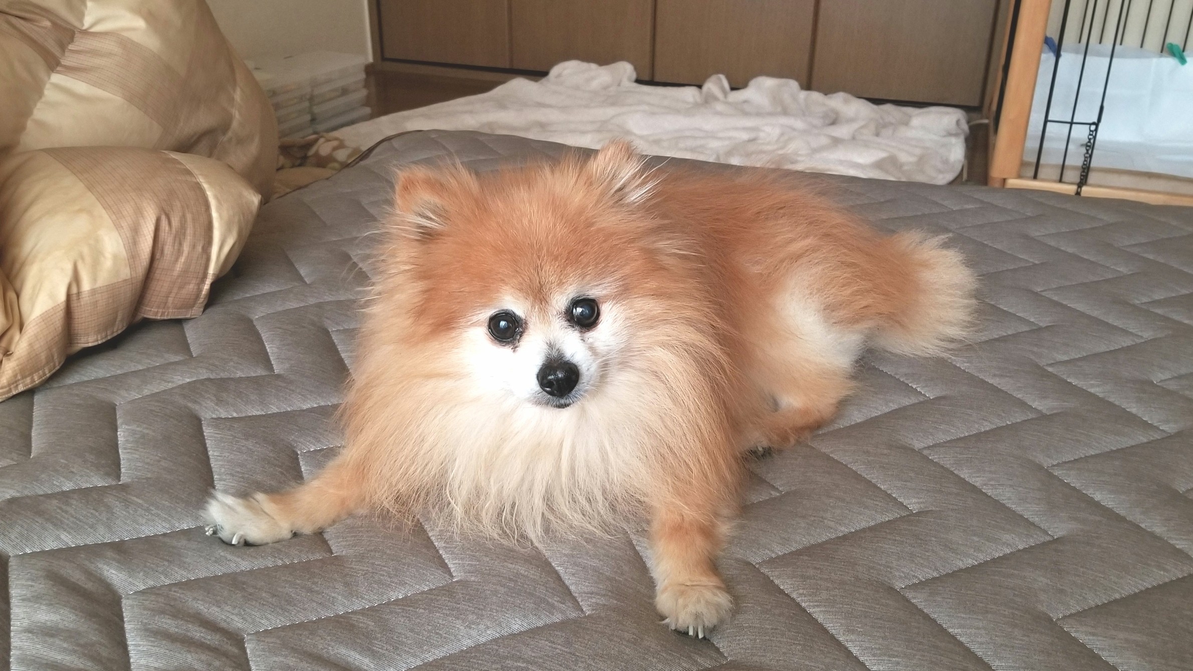 世界一かわいいポメラニアン,室内犬小型もふもふふわふわ親バカ
