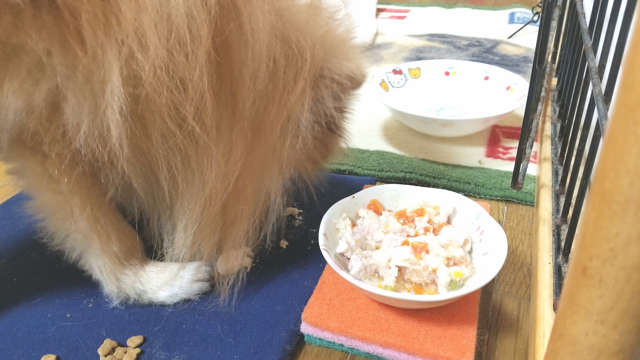 愛犬ペット,ふれあいおでかけ散歩日光浴,食べない病気心配不安白内障