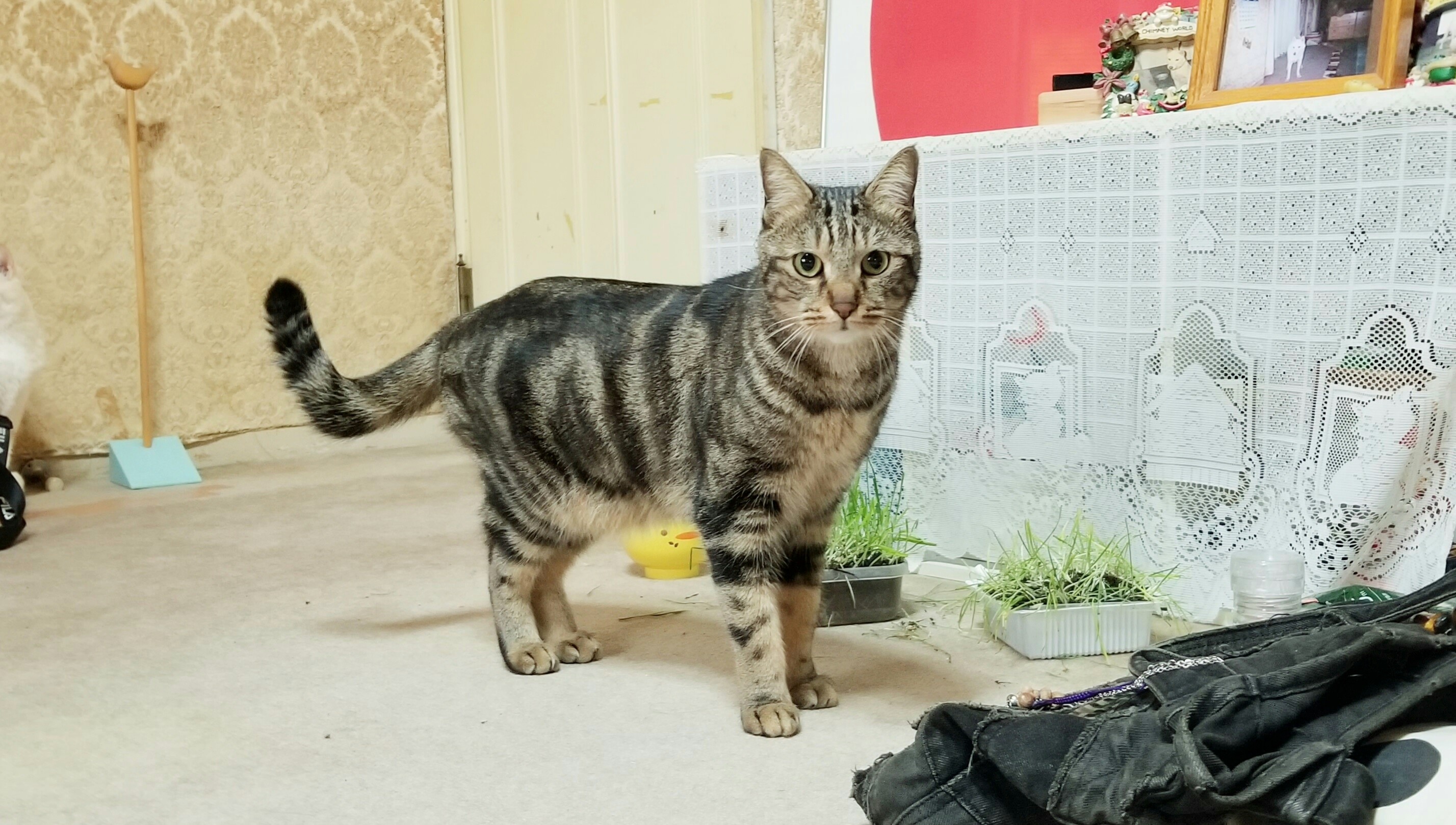 可愛い家猫にゃんこラブ好き黒色縞かっこいい綺麗凛々しい画像写真