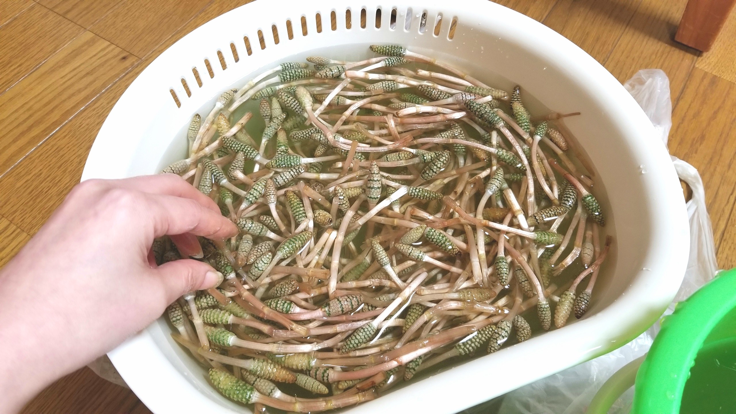 つくしの咲く時期旬,大量はかま剥き部位,下ごしらえ,山菜花粉,食べ頃