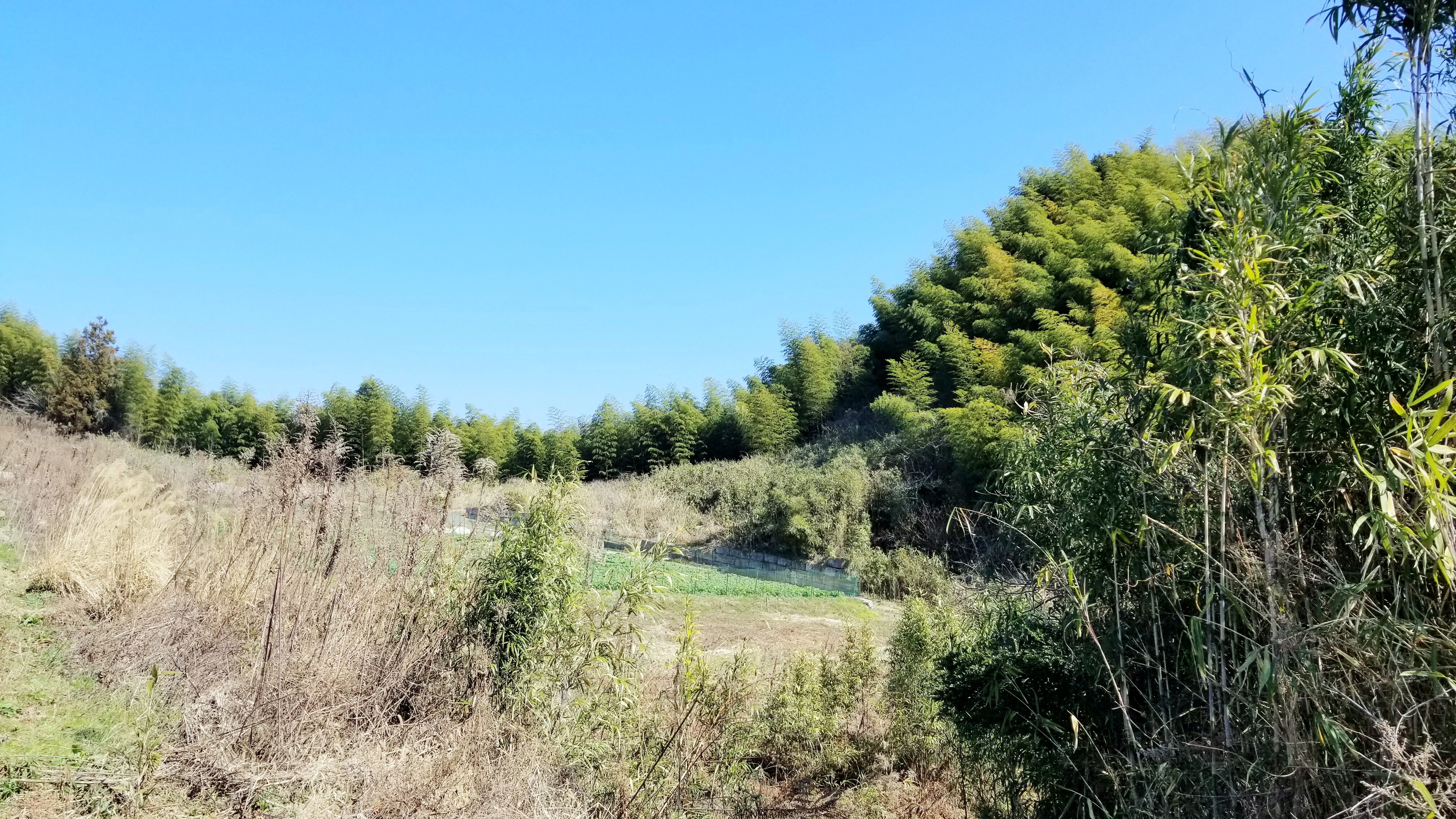 山の綺麗な景色風景春つくし採りわくわく夢中になるで時期もの