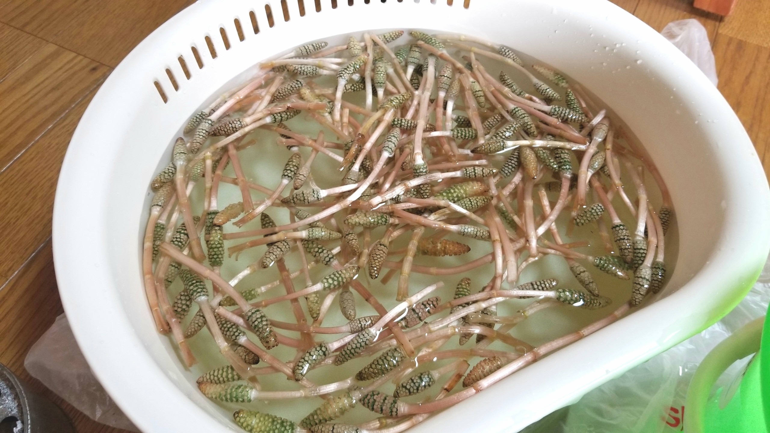 つくしの咲く時期,下処理の仕方,立派,美味しい食用,旬シーズン食べ頃