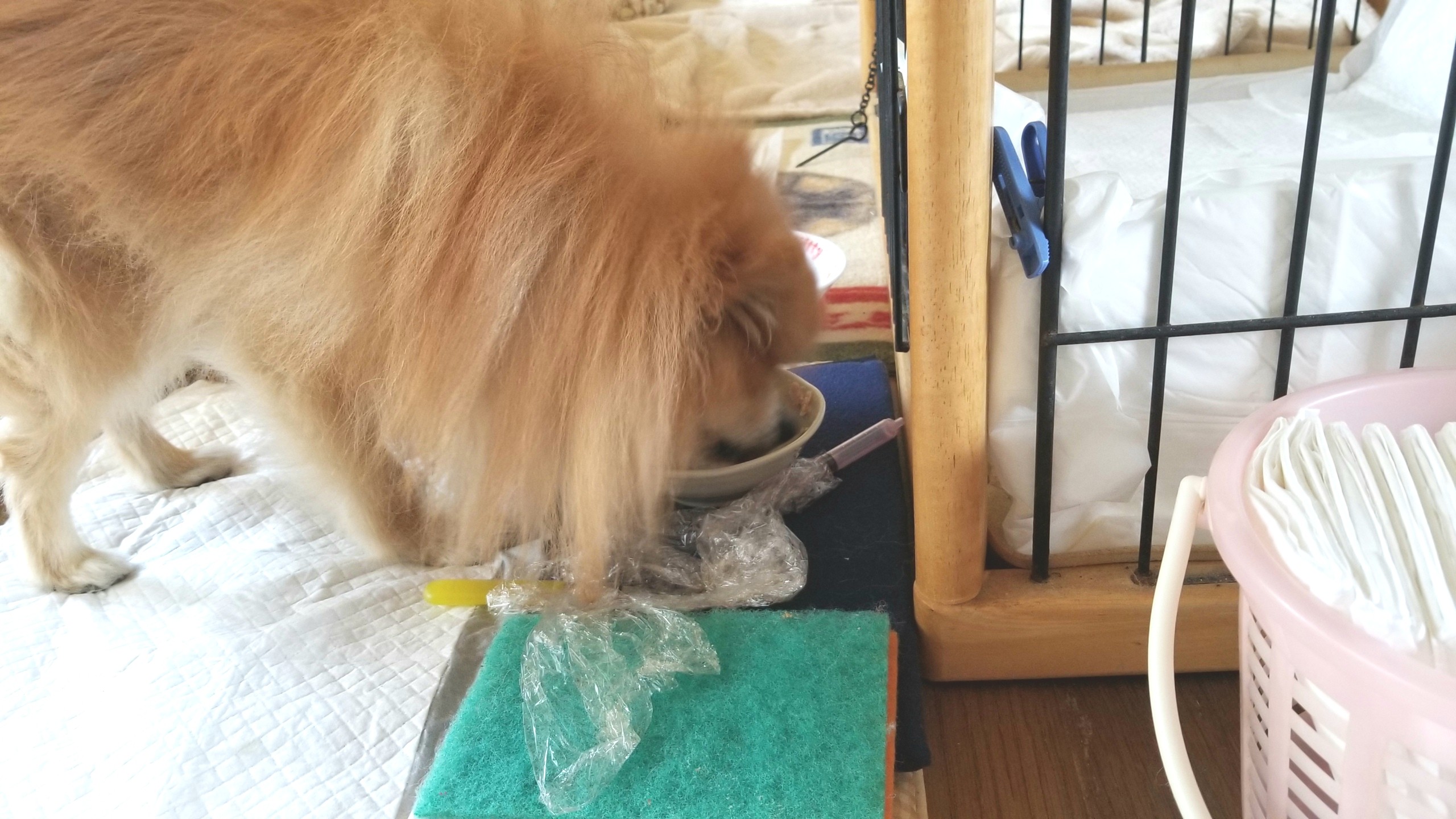 激カワペット甘えん坊病気ご飯を食べないポメラニアン寂しがり屋