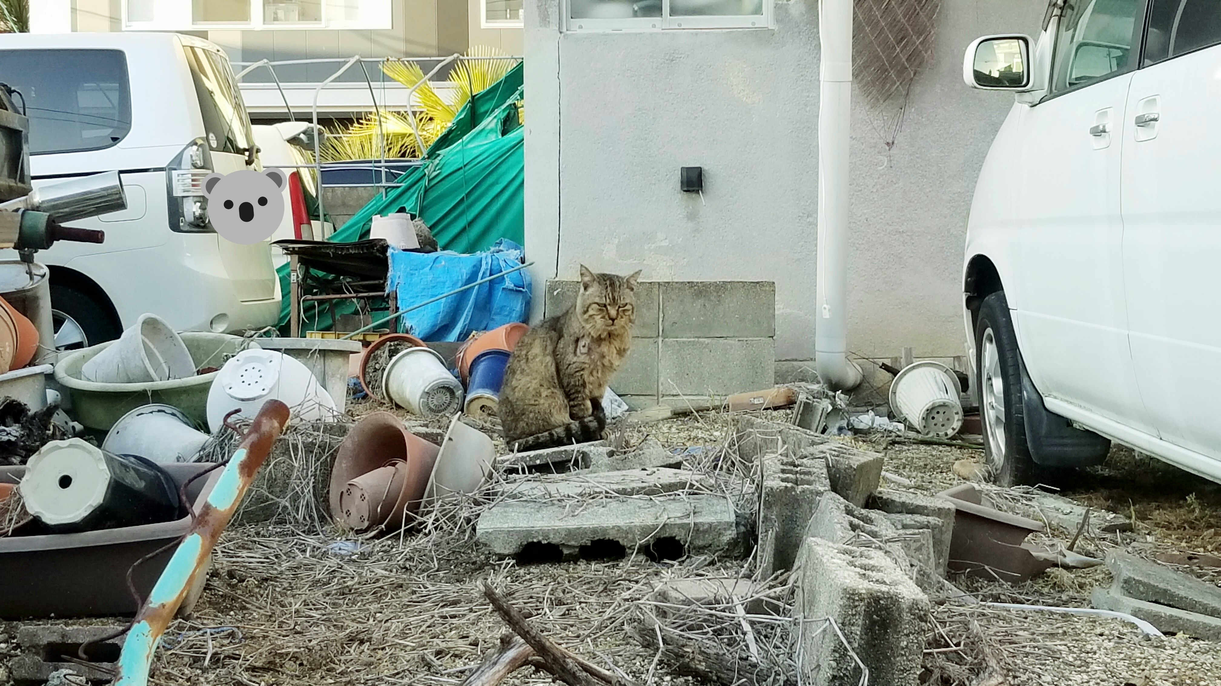 野良猫にゃんこパトロール探検近所中庭空き地行方不明迷子心配