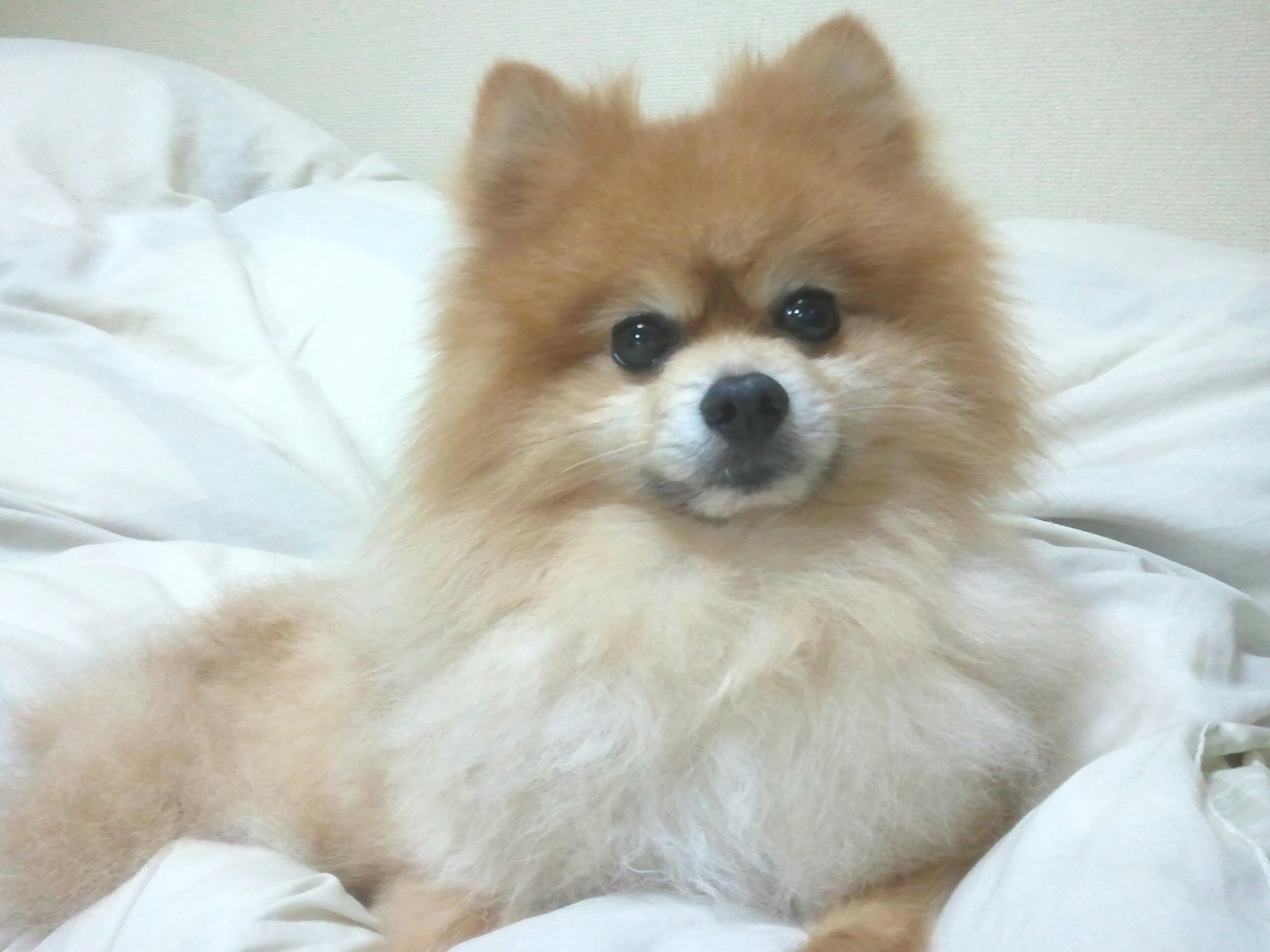世界一かわいい人気茶色ポメラニアン小さいなペット愛犬写真画像