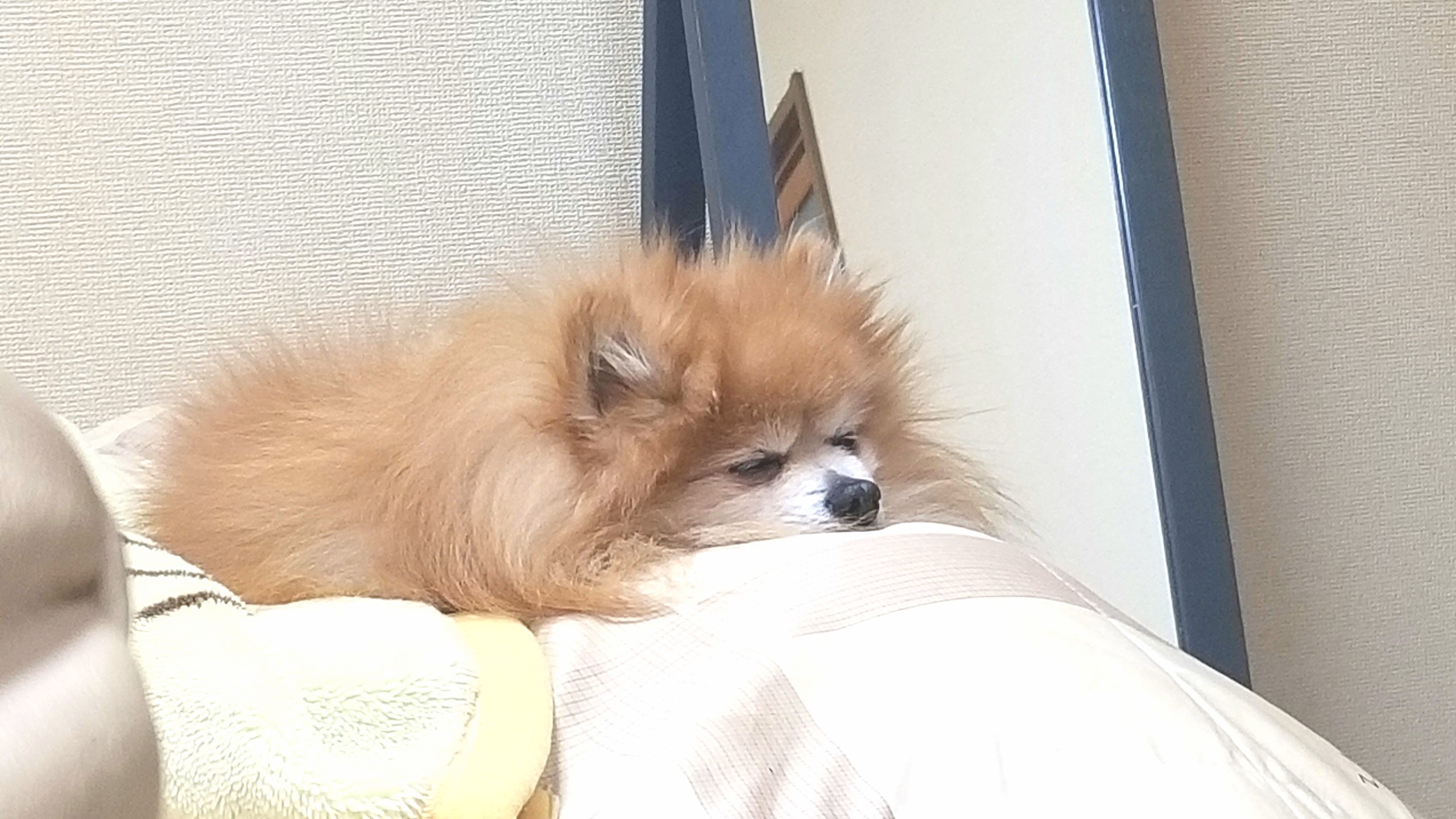 世界一かわいいポメラニアン,人気有名犬ペット,寝顔癒し,もふもふ