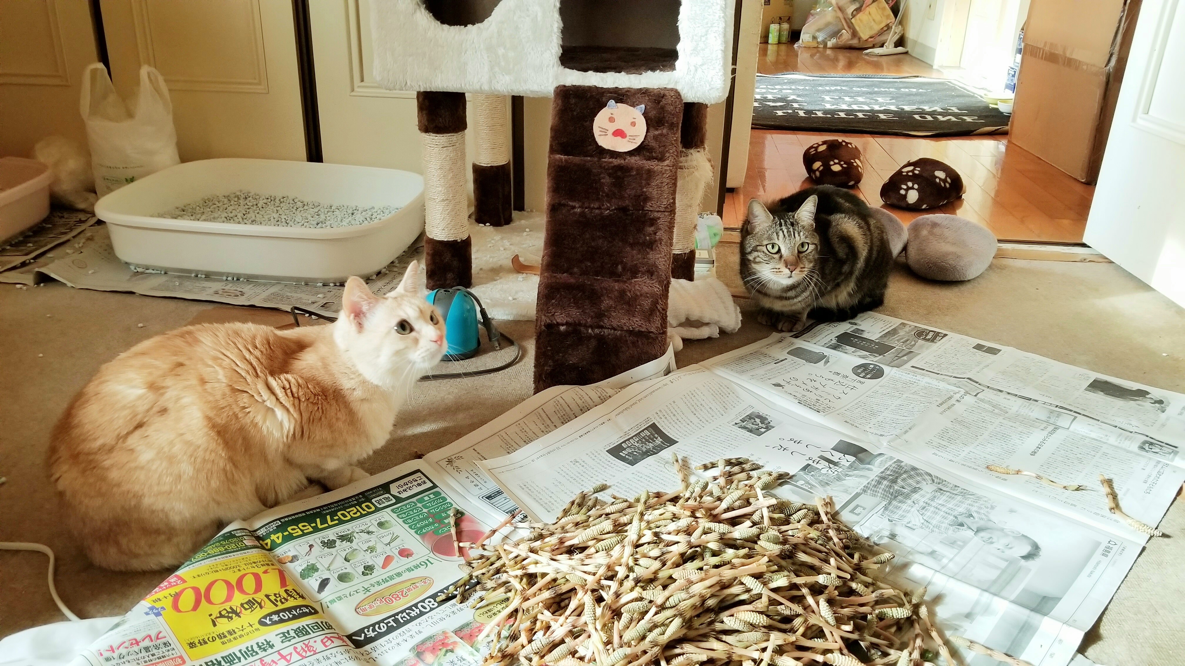 かわいい猫大好きにゃんこラブ白黒色興味津々ペットは家族写真画像