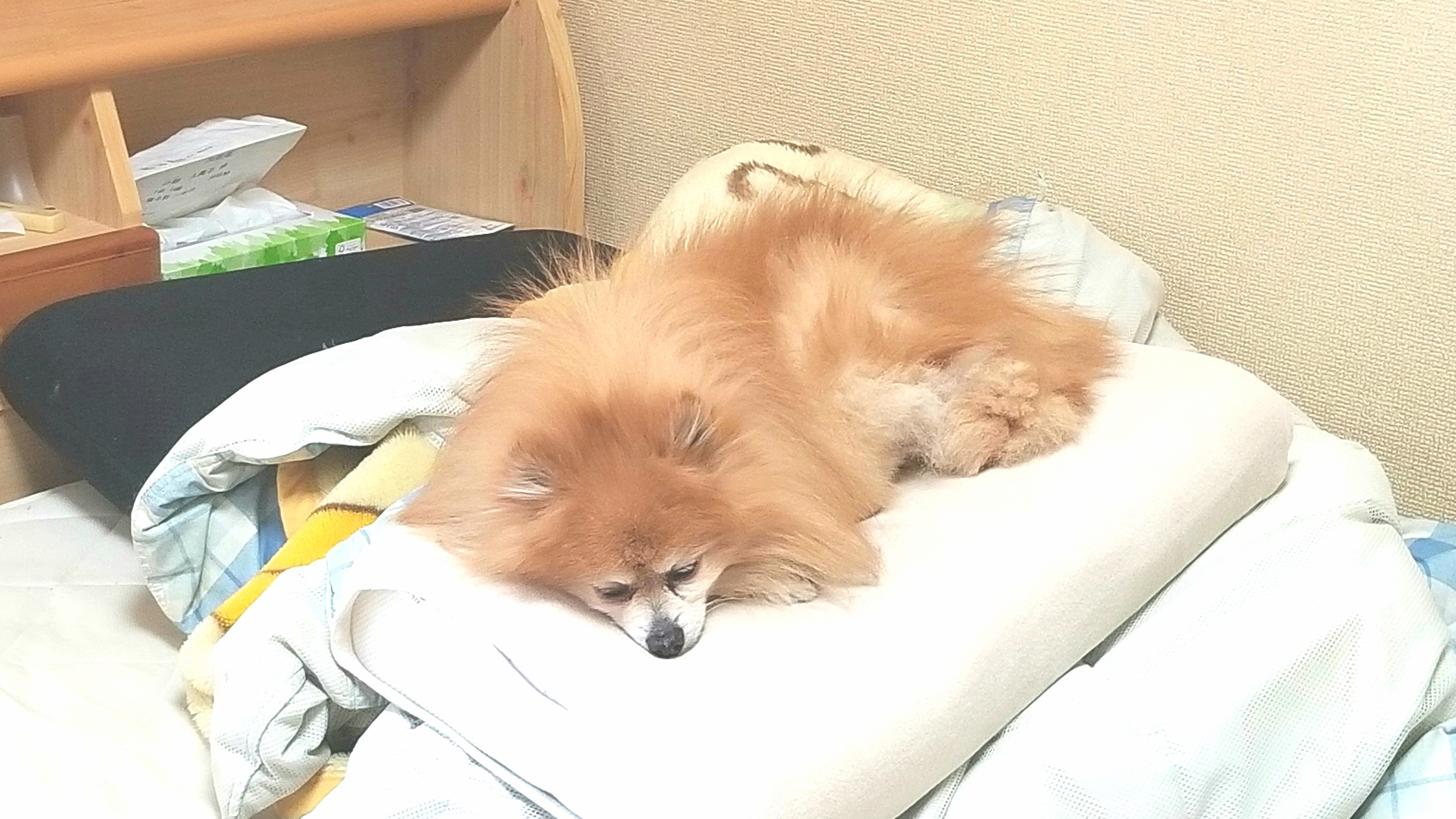 世界一かわいいポメラニアン,大好きな愛犬,ペットは家族,いる暮らし