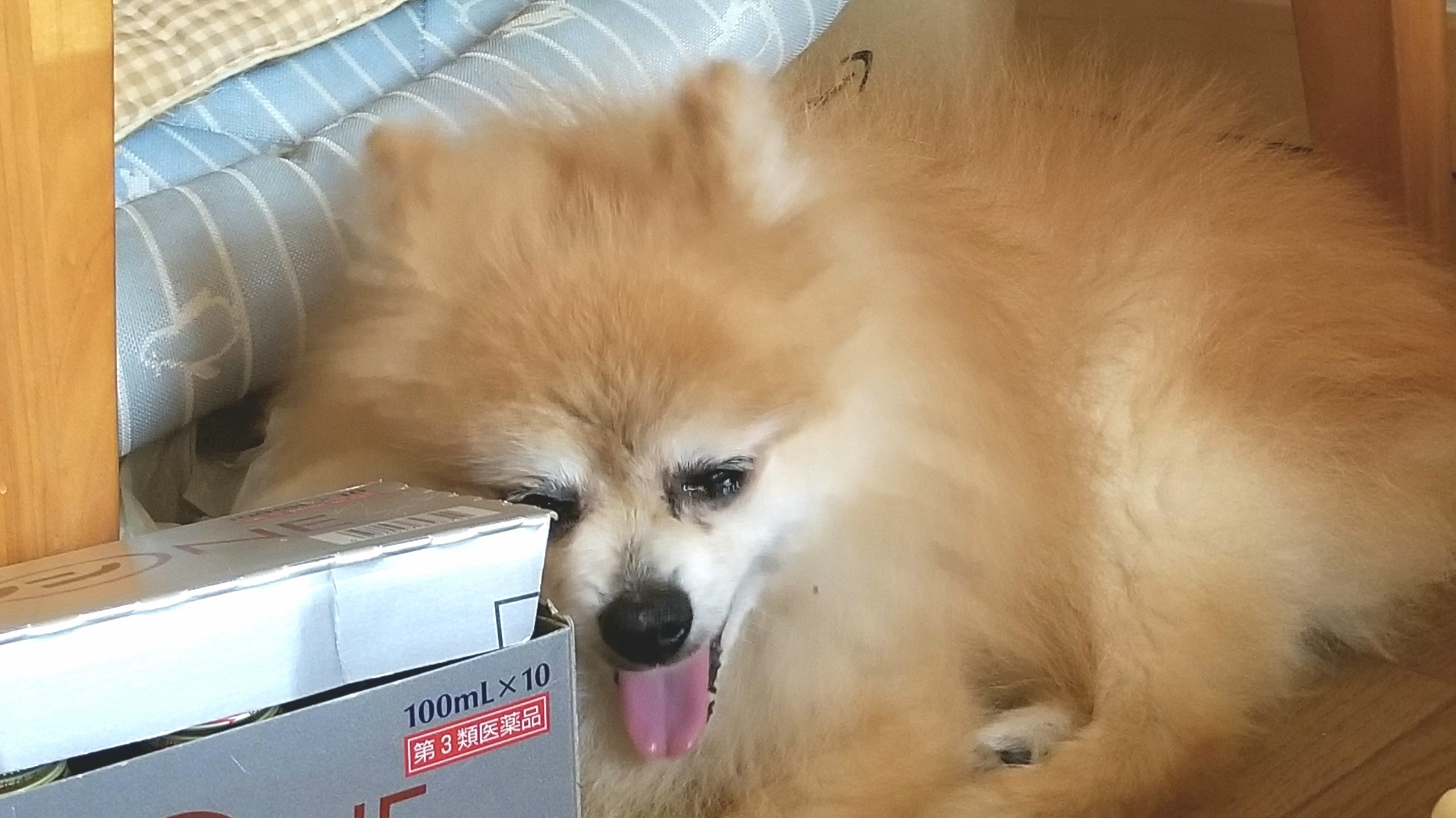 可愛い愛犬,ポメちゃん,しんどそう,辛そう,大好き,長生きして欲しい