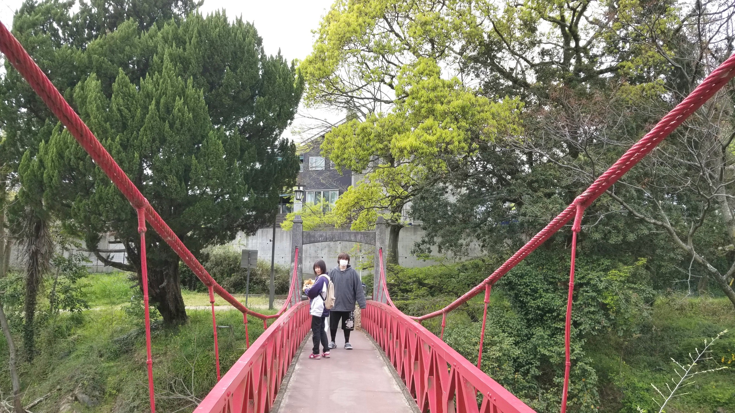 お花見どころ,おすすめスポット,ペット散歩桜並木おばいとこブログ