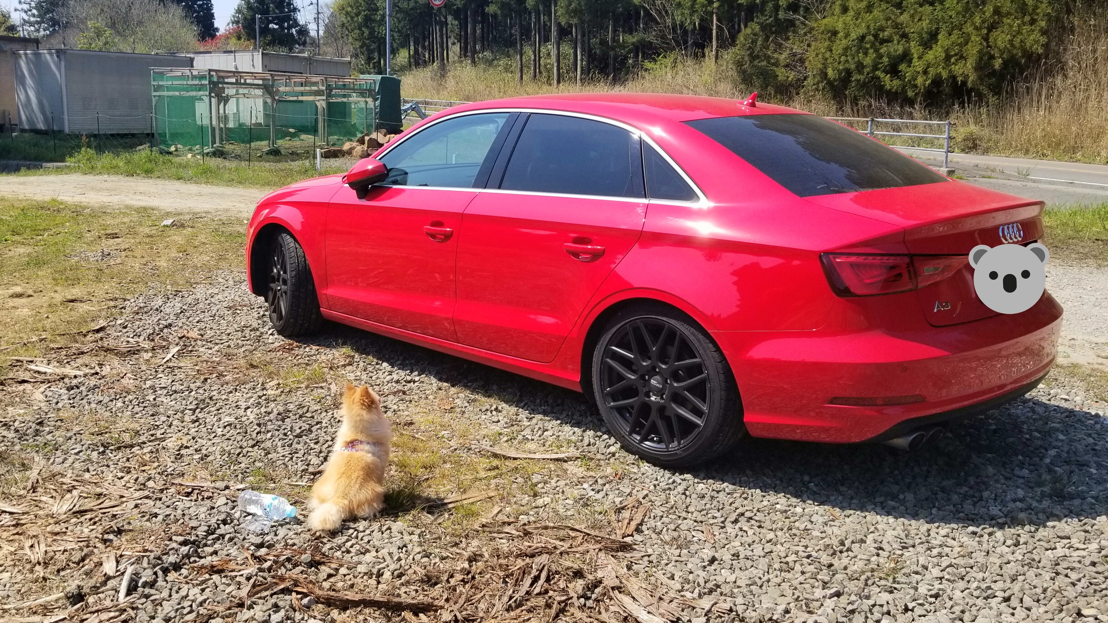 愛車小型犬大好きBMW赤いぬいぐるみ人気画像写真好きかっこいい