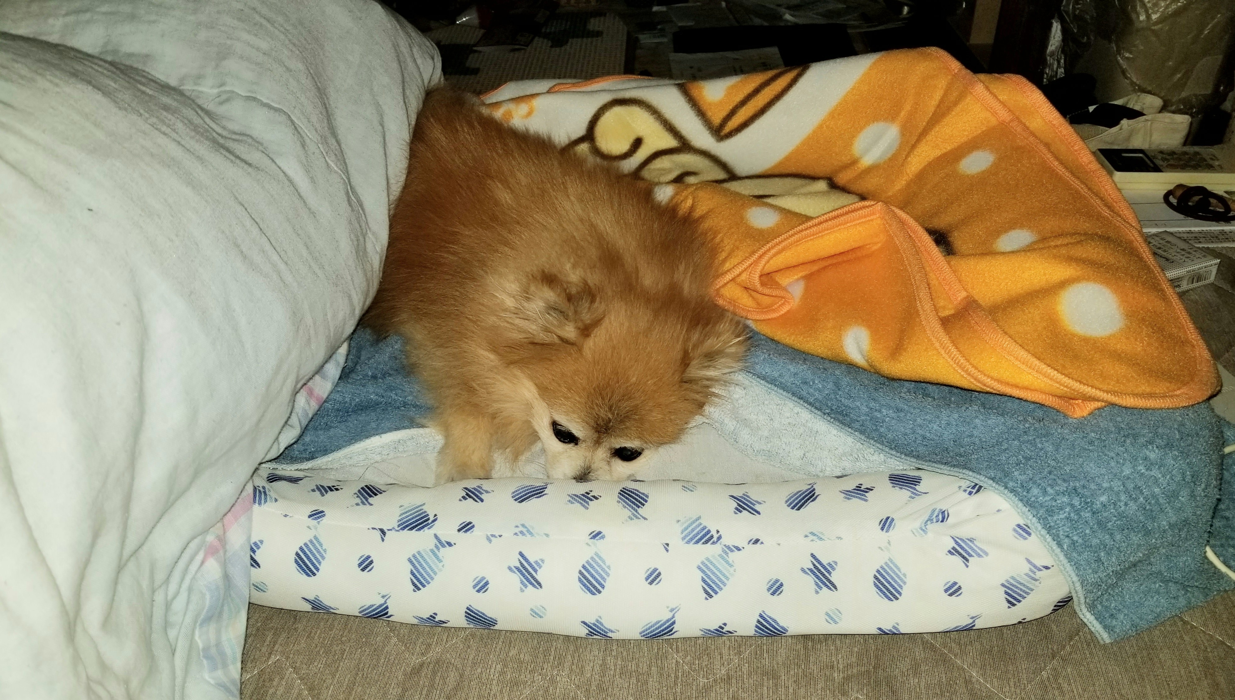 衰弱った老犬ペットの病気介護長生きしてねずっと一緒立てない