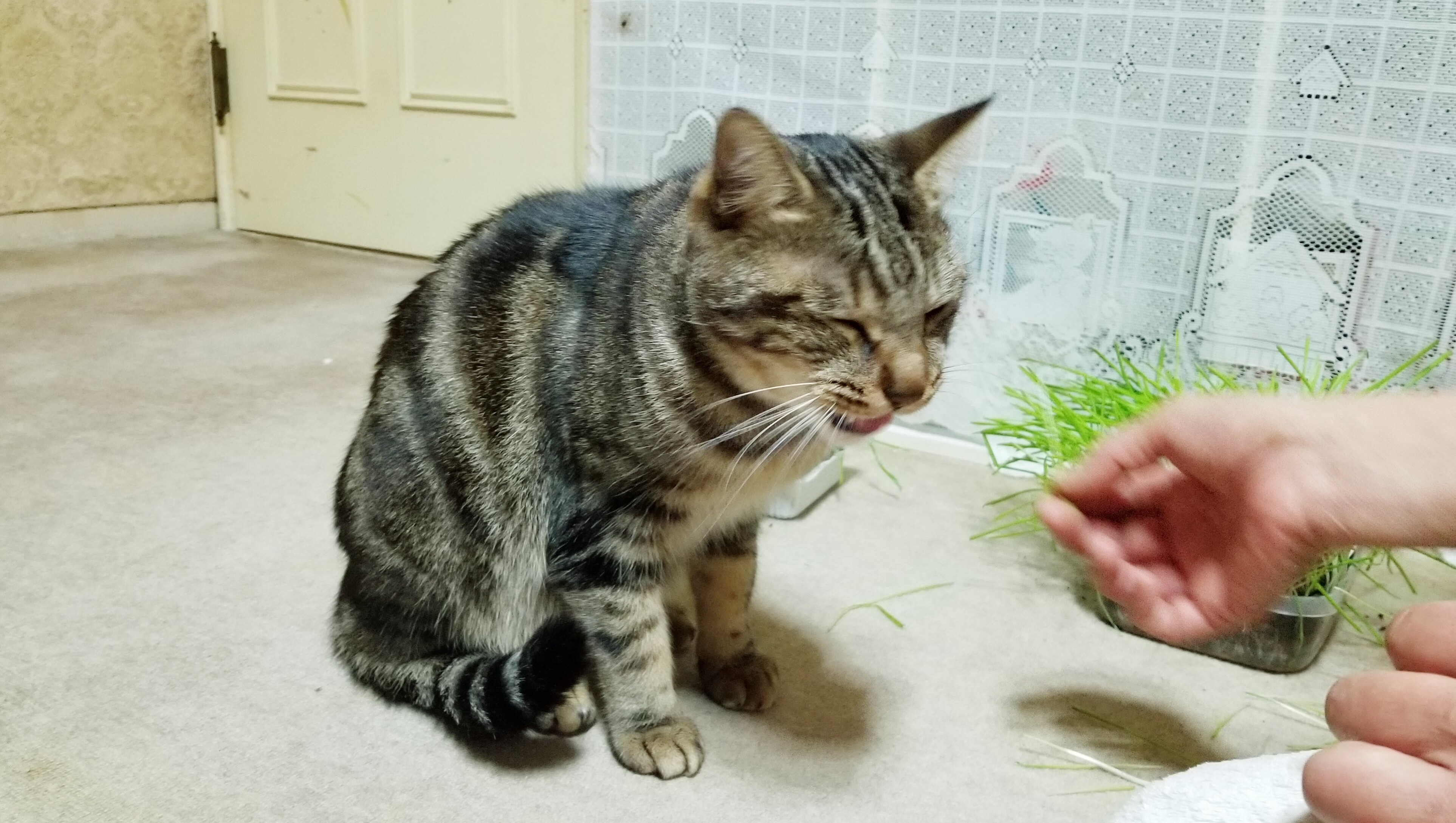 黒いネコ可愛い猫派にゃんこ大好き草食べる毛玉吐きやすいしわくちゃ