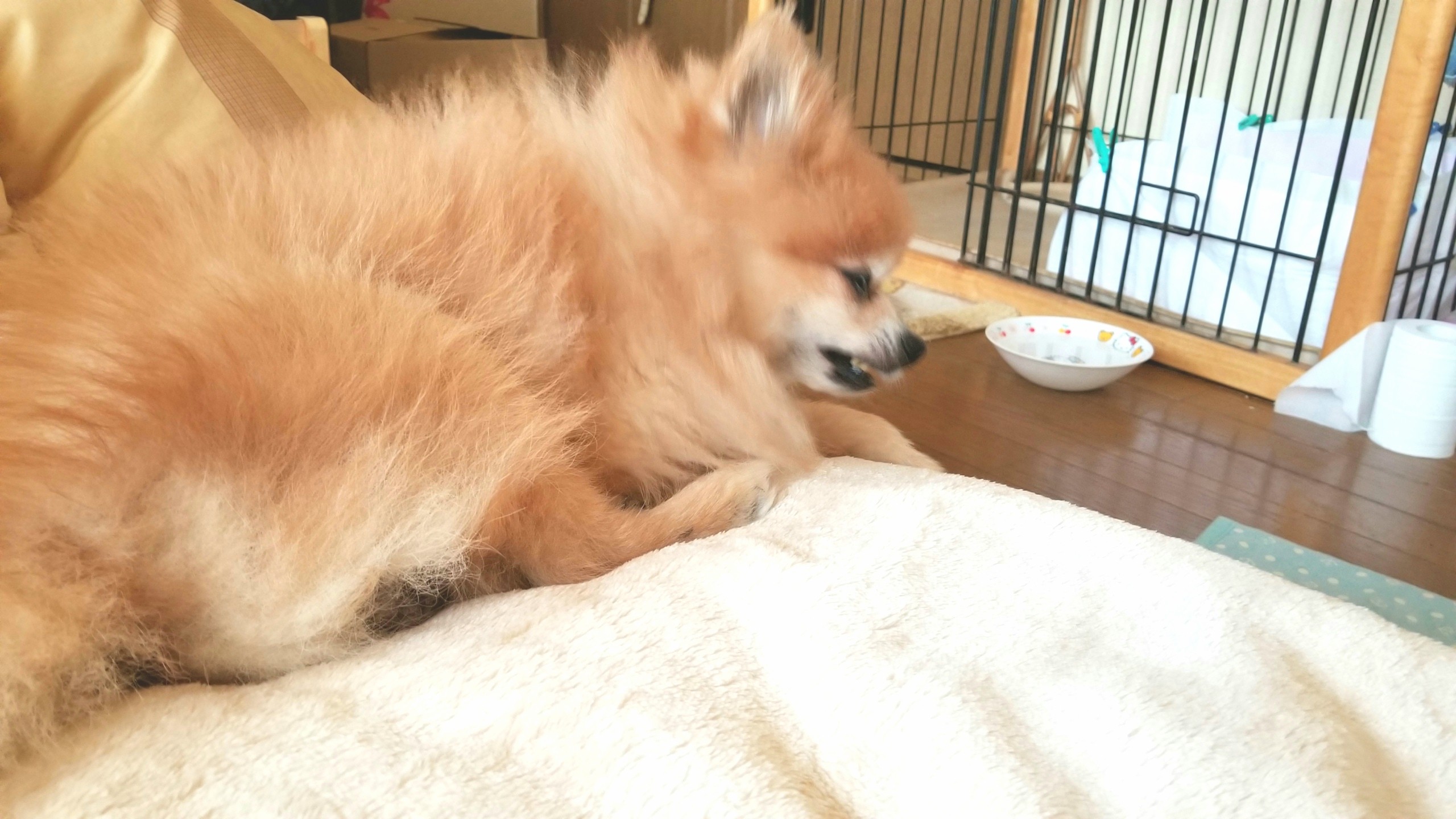 愛犬,ペット,ポメラニアン,友達からプレゼント,ブランケット,可愛い