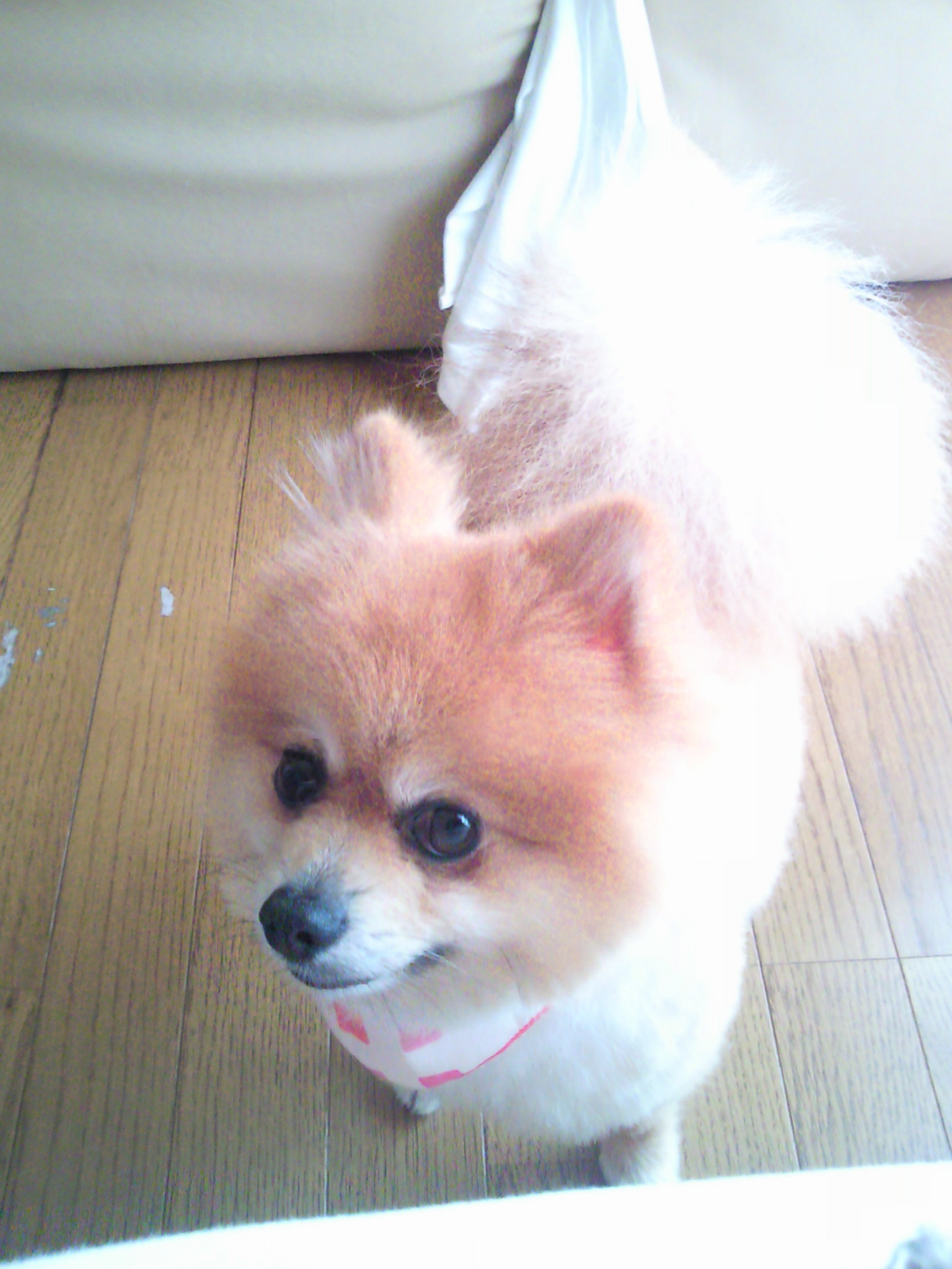 愛犬ワンラブ大好きポメラニアン世界一かわいい茶色サマーカット