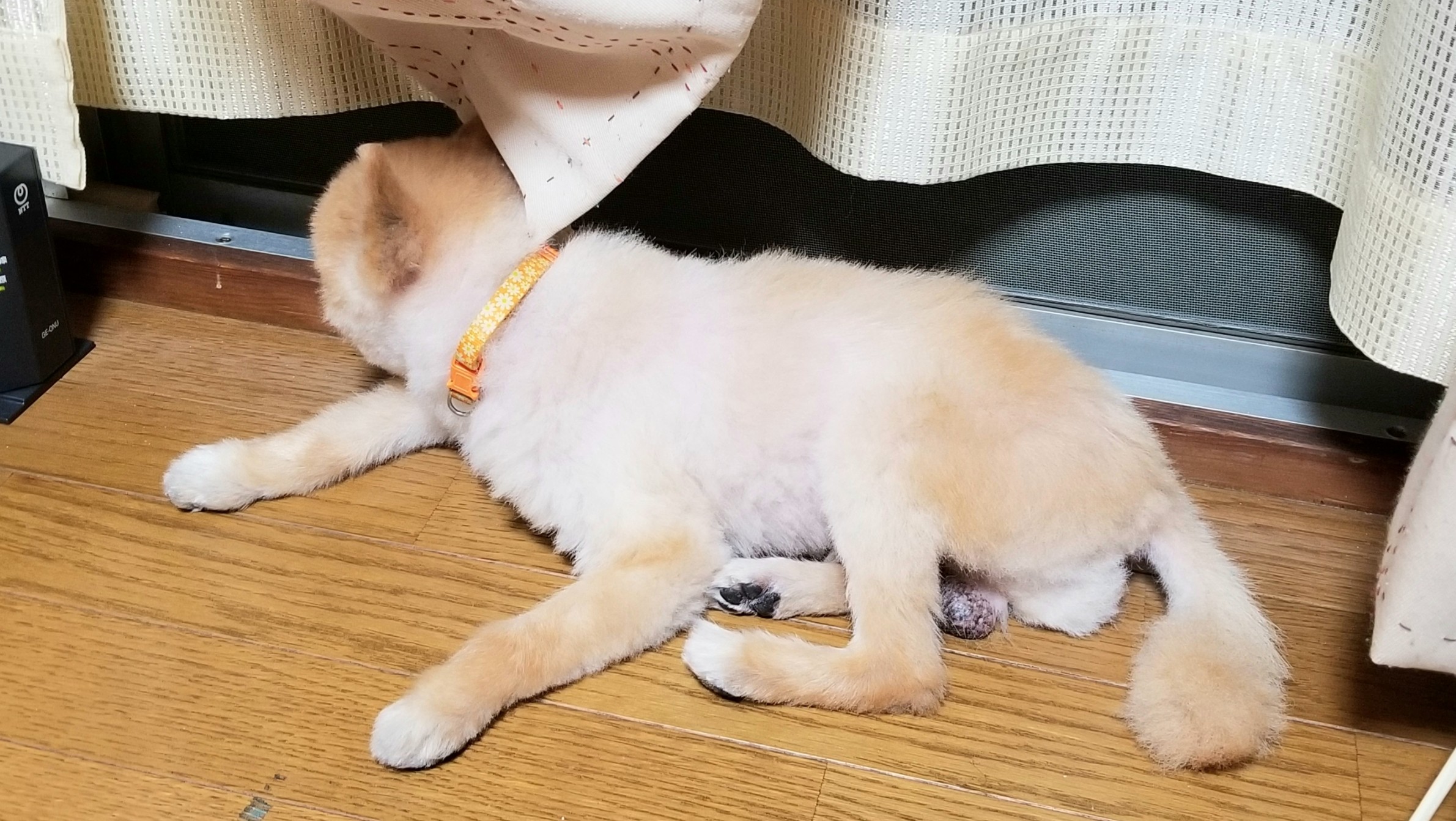 ペットポメラニアン小さい犬トリミング抜け毛ずっと一緒にいたい可愛