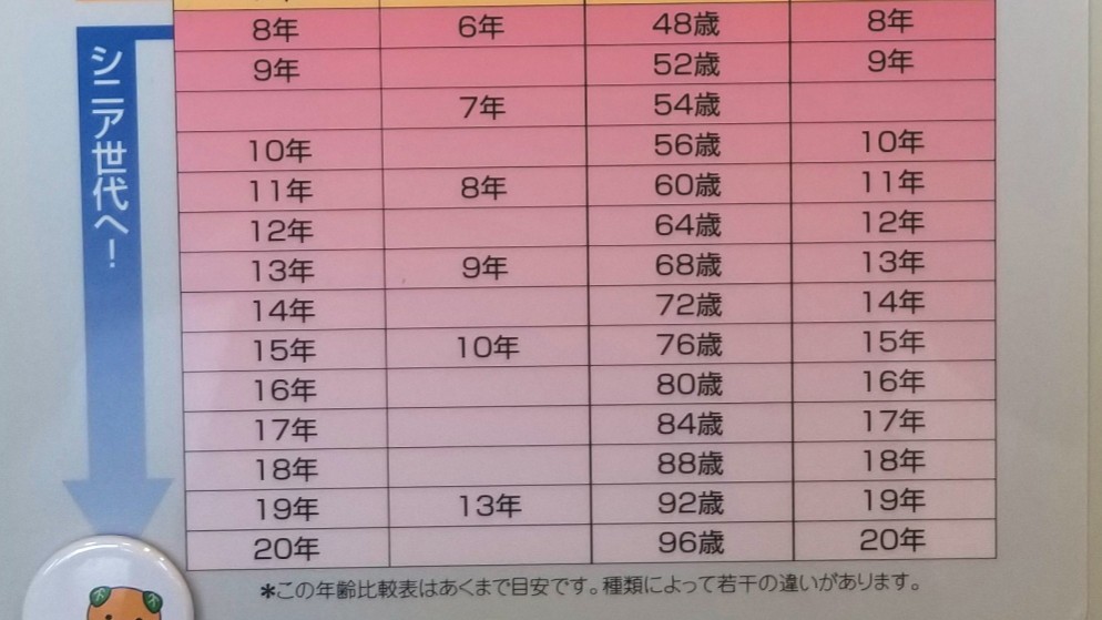 ペット犬の年齢早見表成犬からシニアまで年数世代別わかりやすい