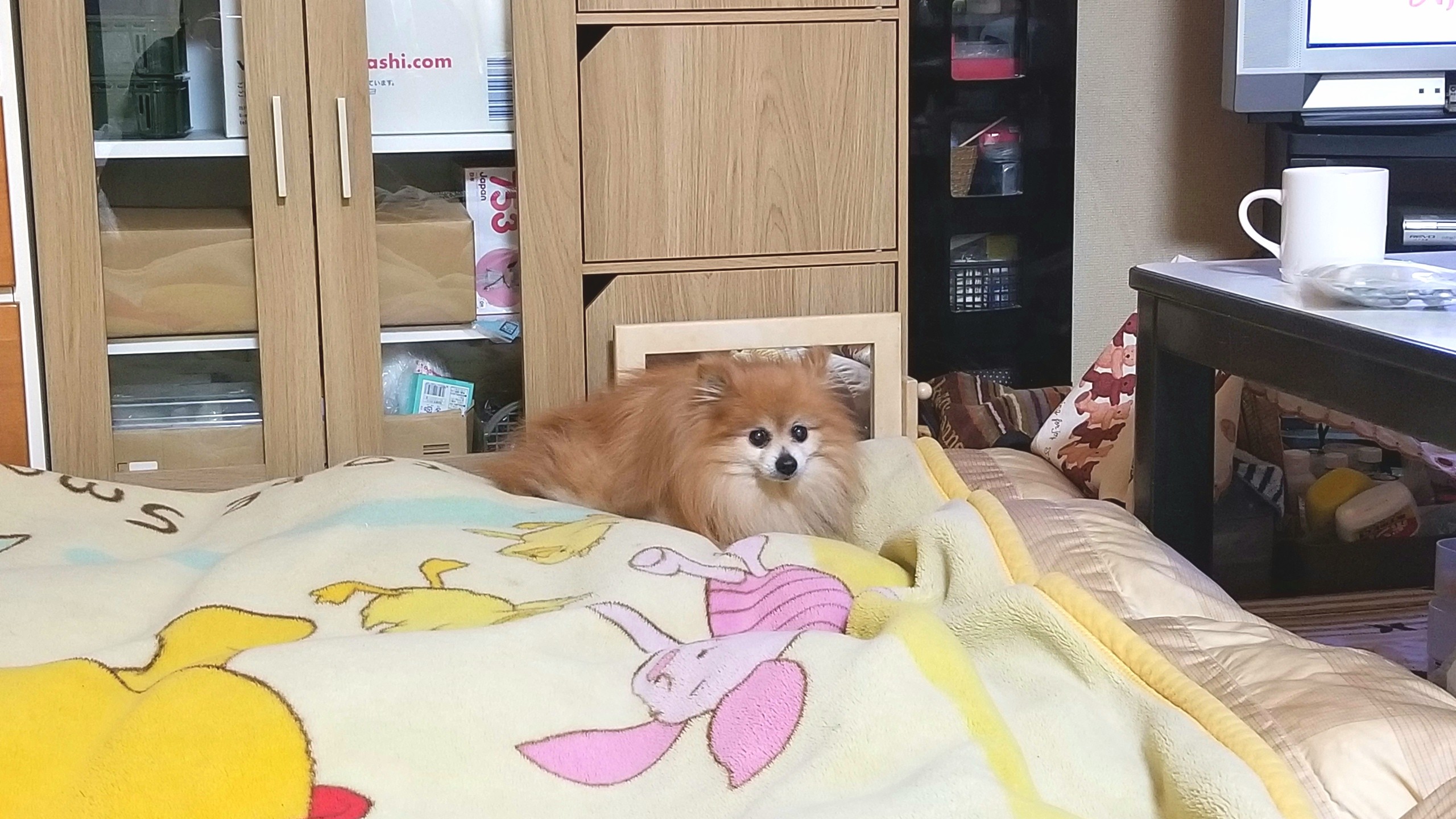 ペットの病気愛犬元気がないつらい心配不安ポメラニアンかわいい