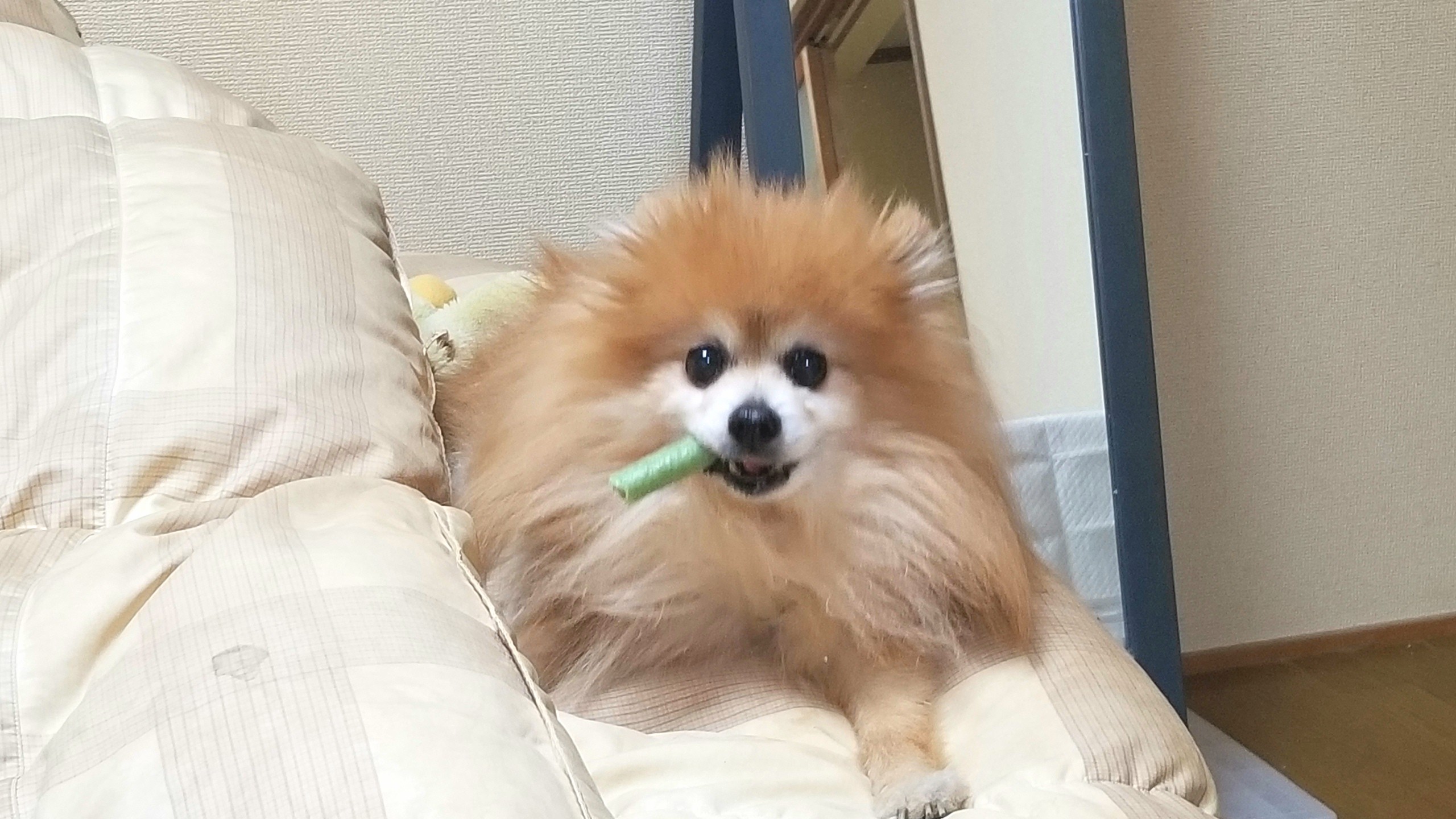 愛犬ポメラニアン 老衰ぐったり 症状急変 悪化 通院 よもぎの幸せ ミニチュアフード作家 の日常生活