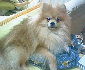 天国へ逝った愛犬ペットロスかわいいポメラニアン天使幸せになってね