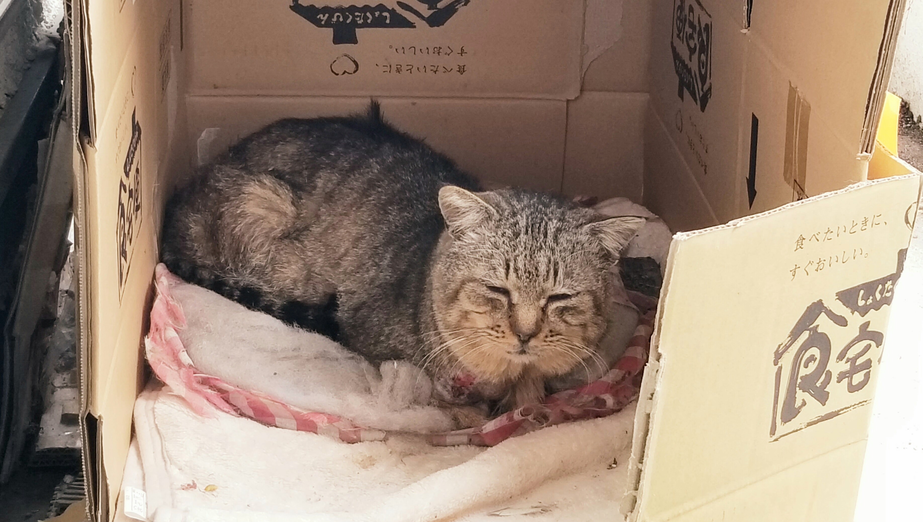 野良猫にゃんラブ好き段ボール小屋育てるなつくリラックス捕まえ方