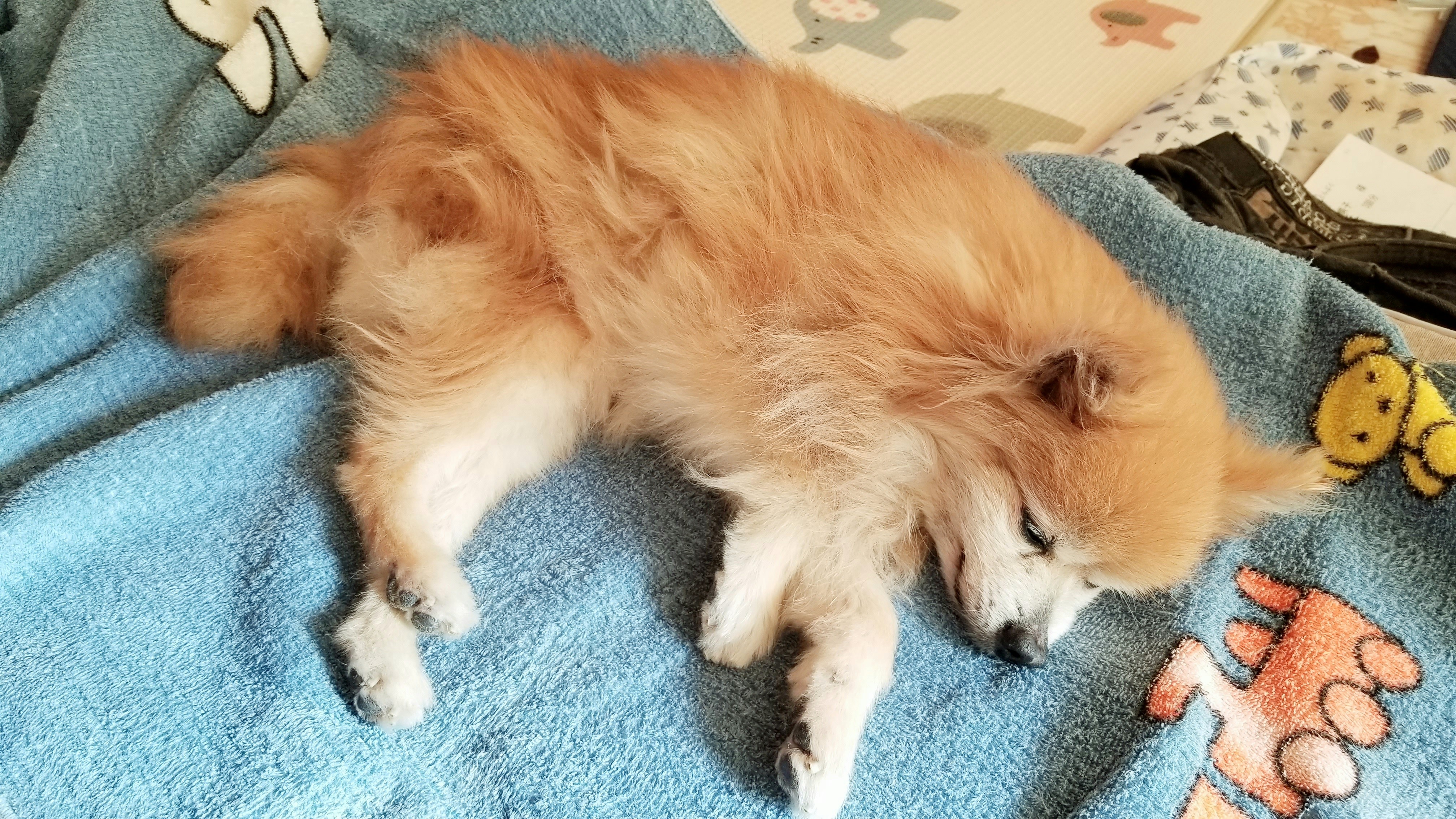 愛犬くん天国へ 初七日 世界一かわいいポメラニアン よもぎの幸せ ミニチュアフード作家 の日常生活