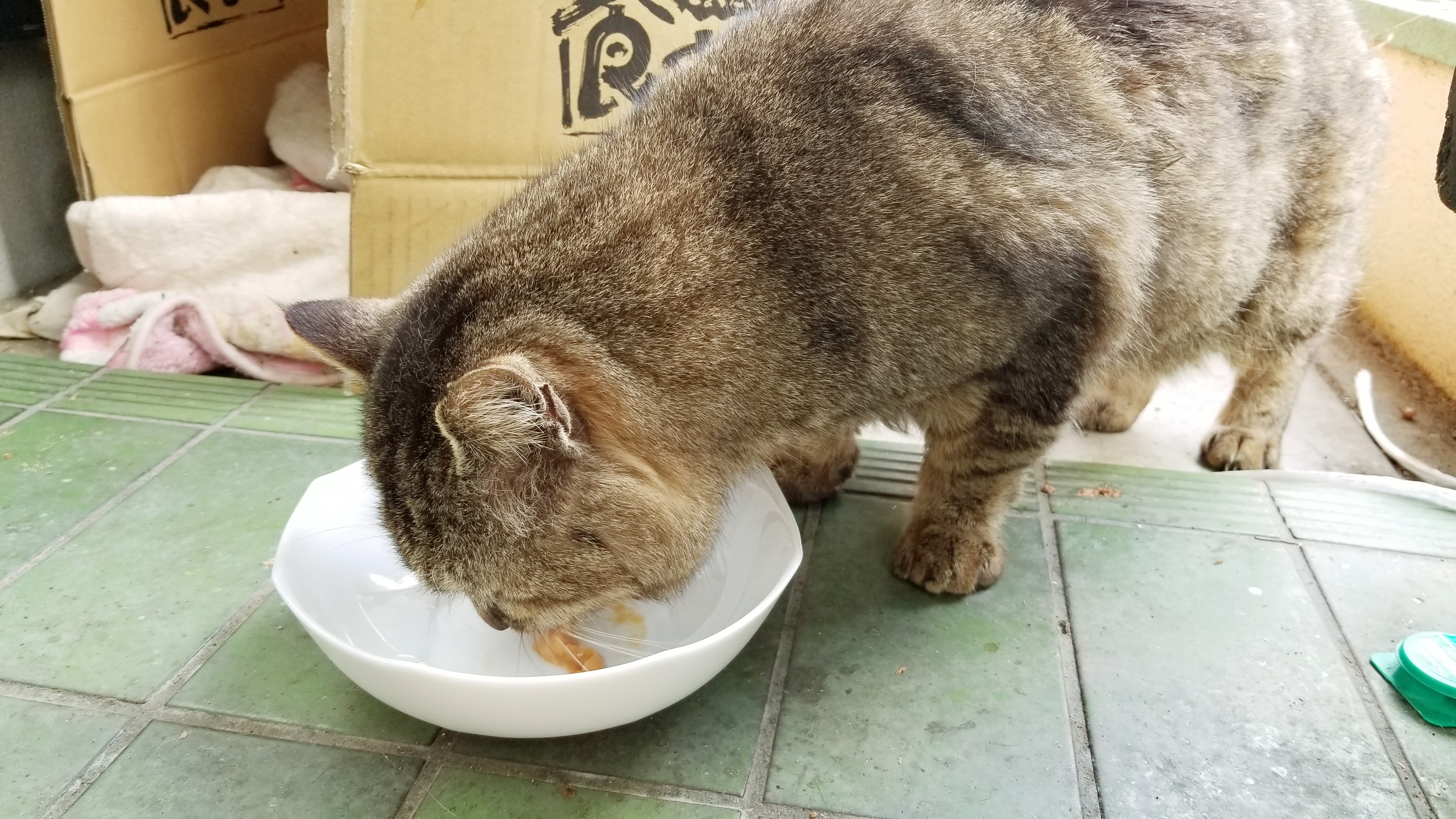 猫ネコにゃんこラブ好きご飯餌やり空腹寒さ冬接し方写真人気ブログ