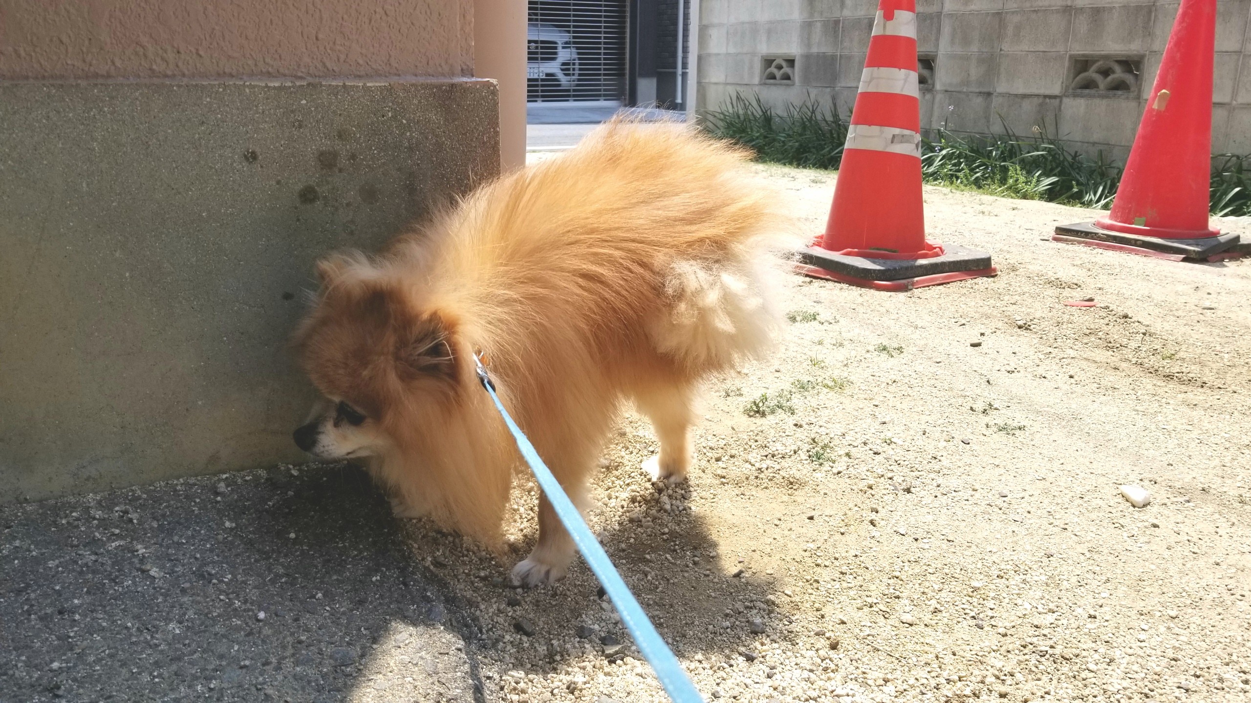 大好きポメラニアンペット家族犬,病気原因不明散歩,心配不安