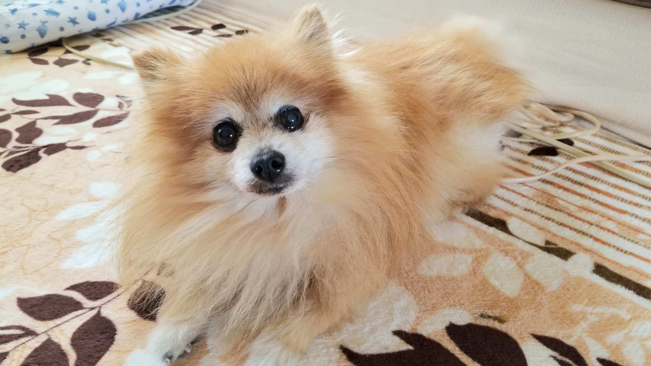 ぬいぐるみみたいもふもふもこもこふわふわかわいい犬ポメラニアン