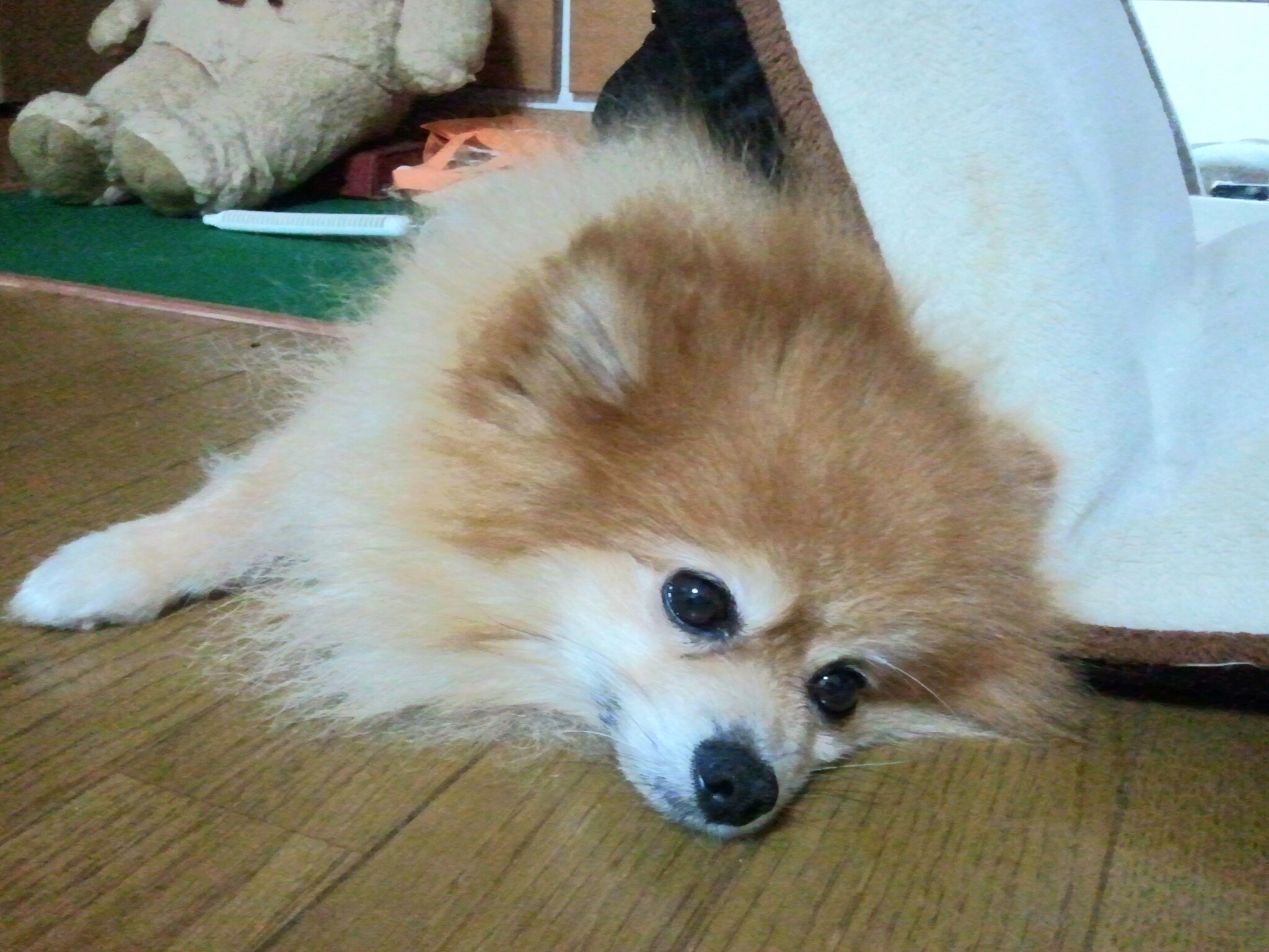 愛犬自慢ポメラニアン大好きかわいすぎる人気アイドルぬいぐるみたい
