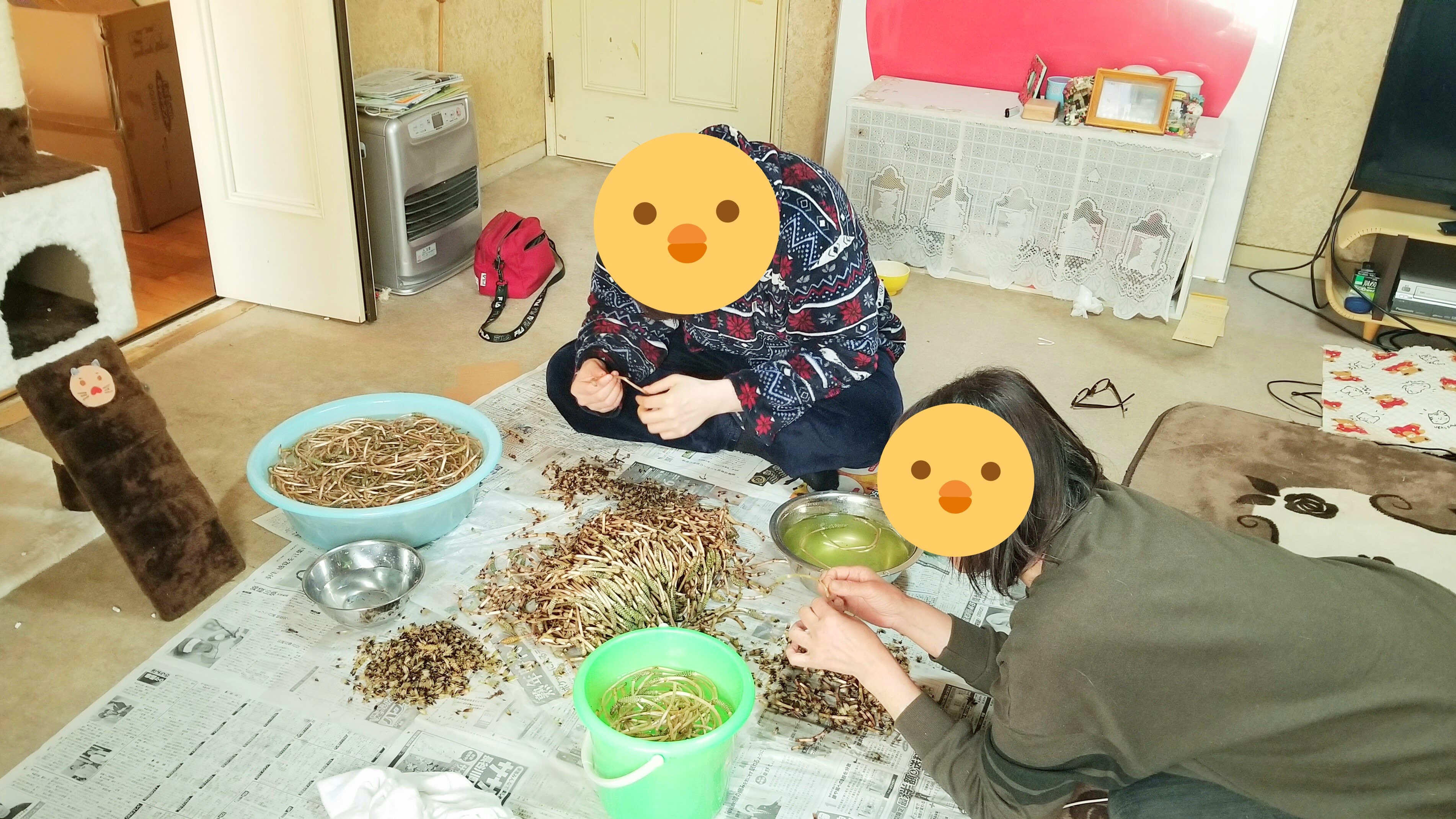 つくし採り楽しい1日かった嬉しい時間親戚と山菜時期旬袴剥き