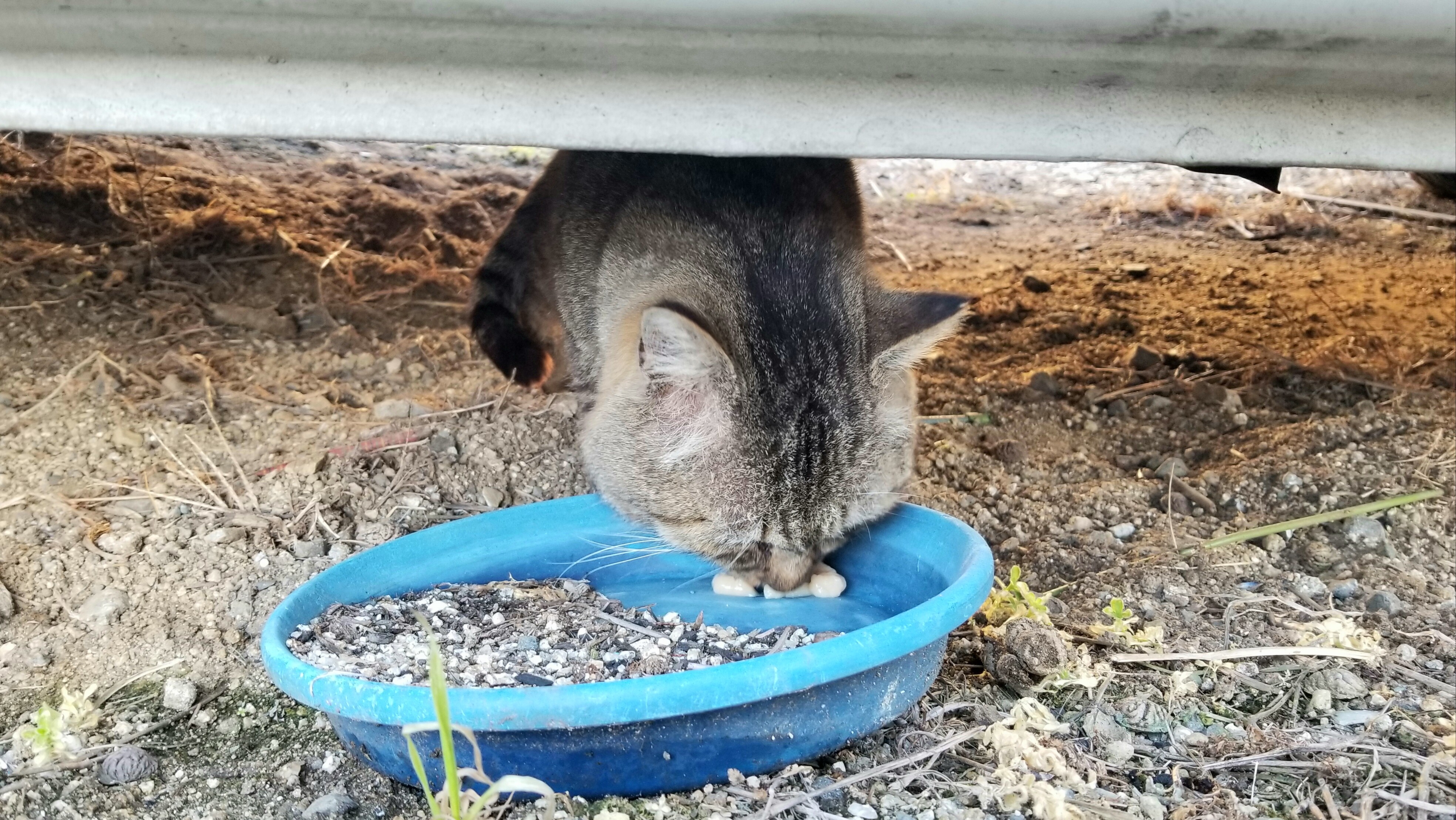 保護猫にゃんこかわいいなつく慣れるまで一人暮らし逃げた偽善